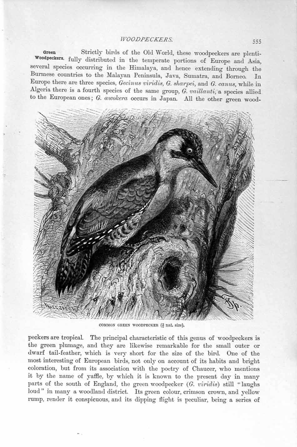 Old Antique Print Natural History 1894-95 Common Green Woodpecker Birds 19th