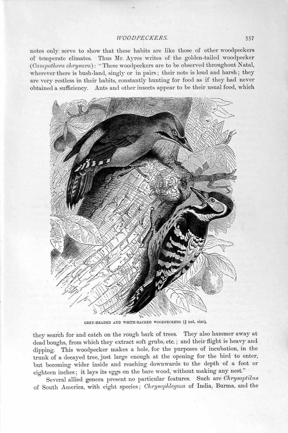 Original Old Antique Print Natural History 1894-95 Grey-Headed Woodpecker Birds