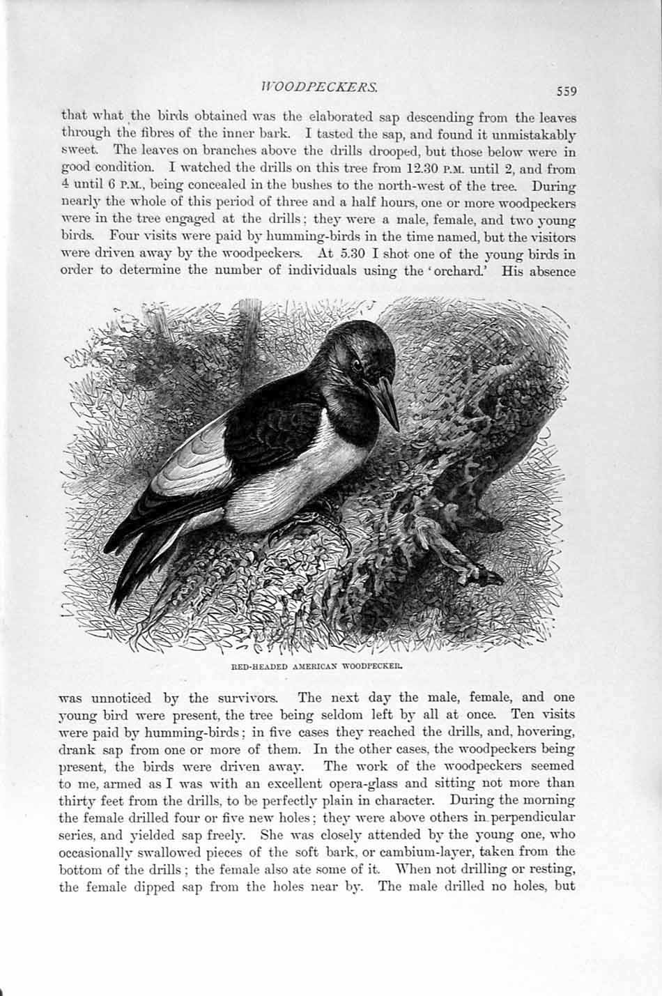 Original Old Antique Print Natural History 1894-95 Red-Headed Woodpecker Birds
