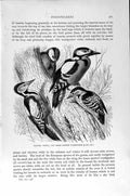 Old Antique Print Woodpeckers Lesser Spotted Natural History 1894-95 Bird 19th