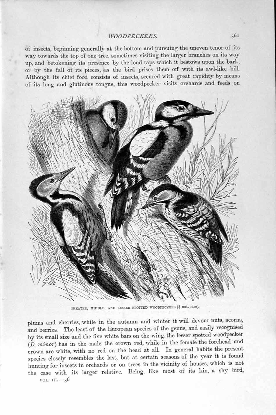 Old Antique Print Woodpeckers Lesser Spotted Natural History 1894-95 Bird 19th