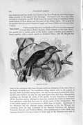 Old Antique Print Natural History 1894-95 Brazilian Piculet Bird Picarian 19th