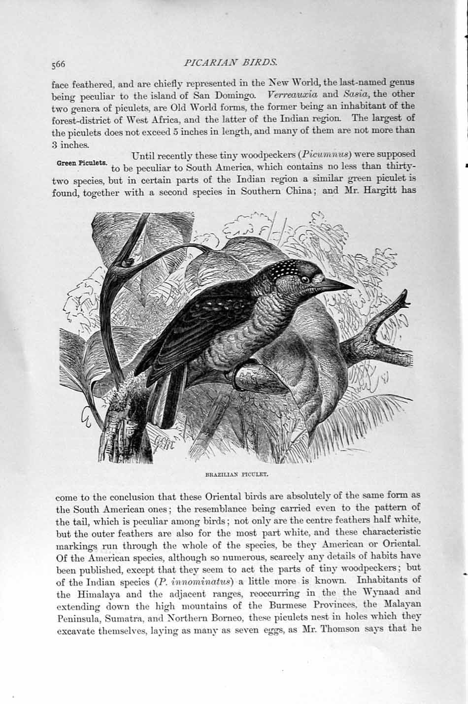 Old Antique Print Natural History 1894-95 Brazilian Piculet Bird Picarian 19th