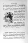 Original Old Antique Print Natural History 1894-95 Picarian Bird Wryneck 19th