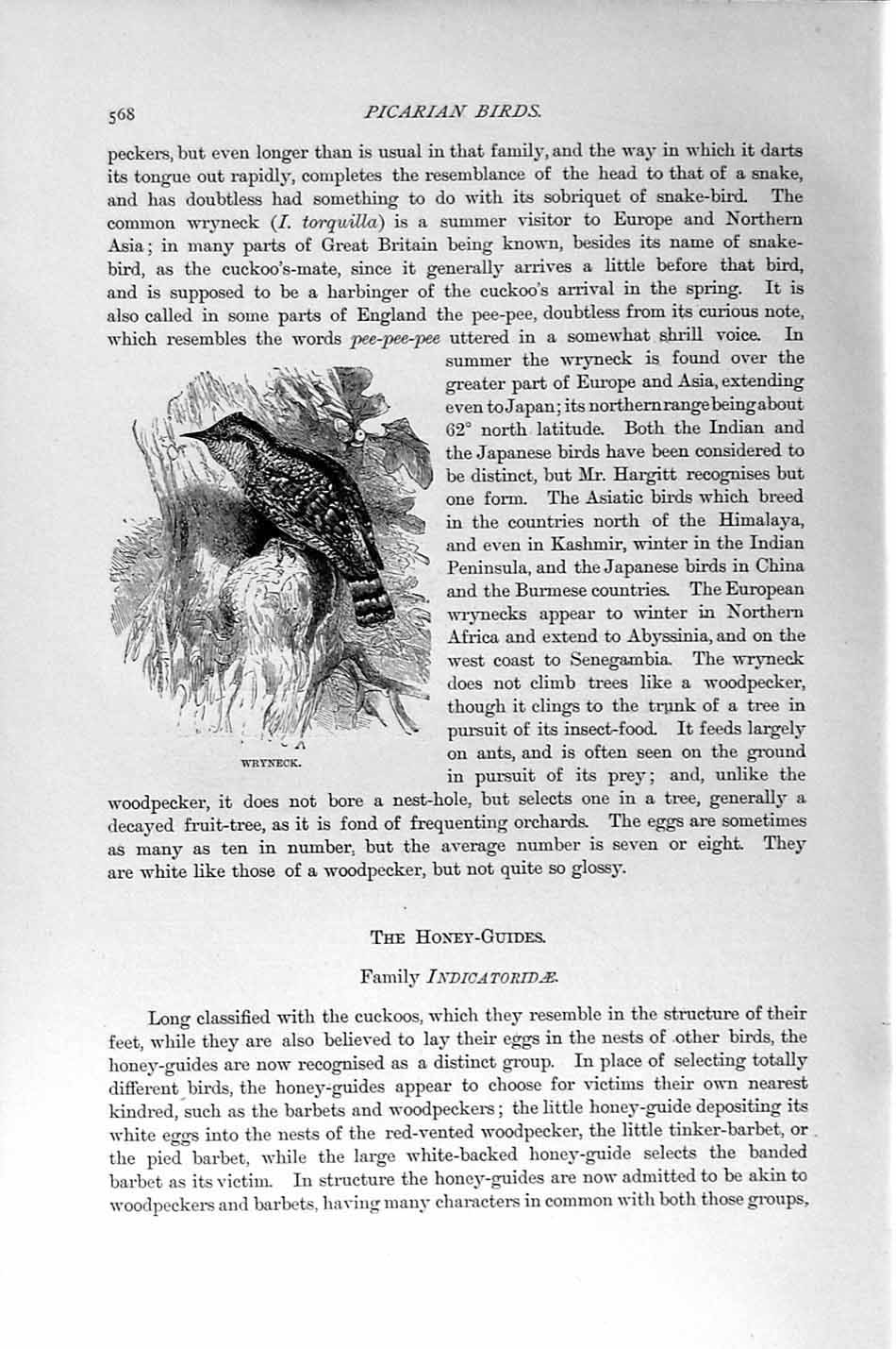 Original Old Antique Print Natural History 1894-95 Picarian Bird Wryneck 19th