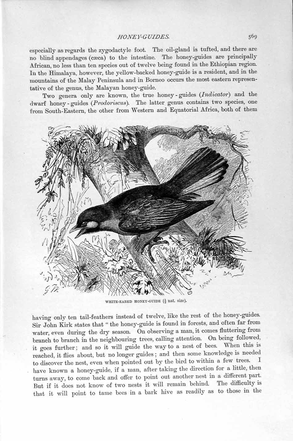 Original Old Antique Print Natural History 1894-95 White-Eared Honey-Guide Bird