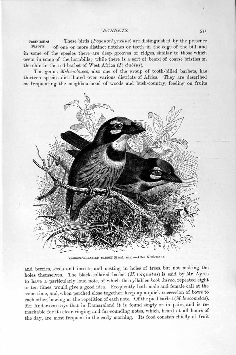 Old Antique Print Natural History 1894-95 Crimson-Breasted Barbet Birds 19th