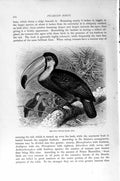 Original Old Antique Print Toco Toucan Picarian Birds Natural History 1894-95
