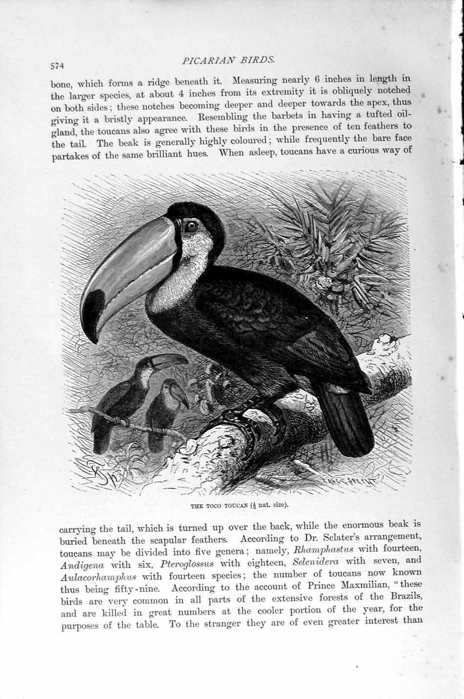 Original Old Antique Print Toco Toucan Picarian Birds Natural History 1894-95