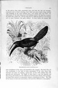 Old Antique Print Natural History 1894-95 Aracari Toucan Bird Woodpecker 19th
