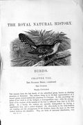 Original Old Antique Print Natural History 1895 Great Spotted Cuckoo Bird 19th