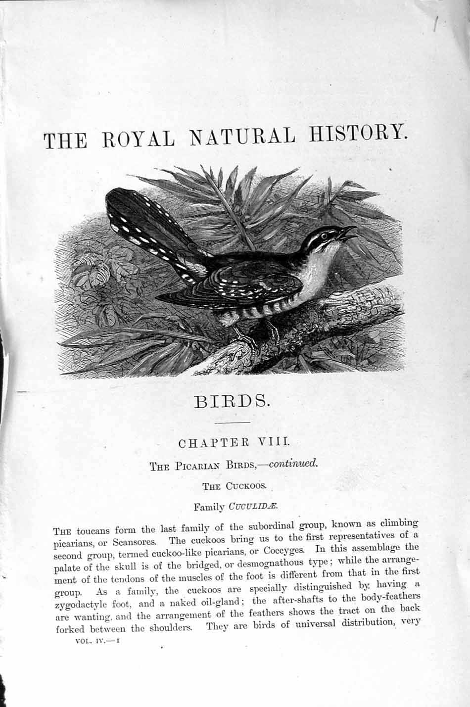 Original Old Antique Print Natural History 1895 Great Spotted Cuckoo Bird 19th