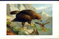 Original Old Antique Print Natural History 1895 Gen Eagle Bird Prey Colour 0