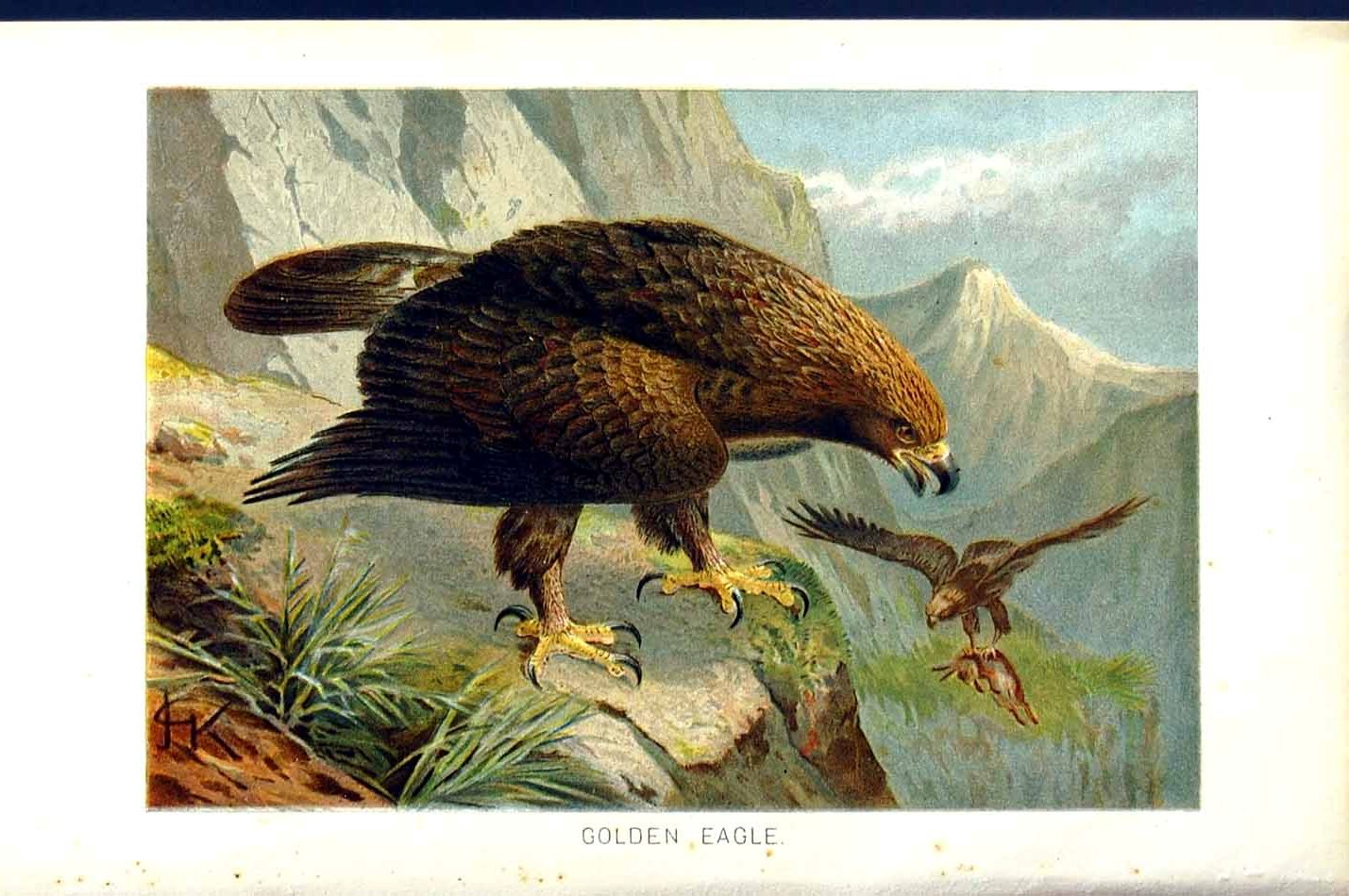 Original Old Antique Print Natural History 1895 Gen Eagle Bird Prey Colour 0