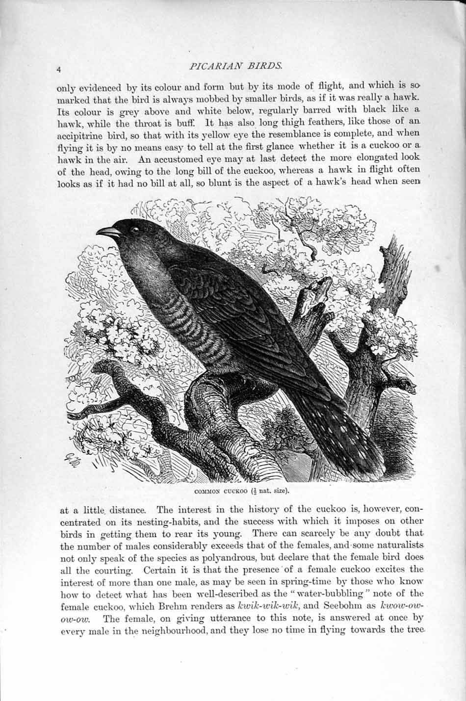 Original Old Antique Print Natural History 1895 Common Cuckoo Picarian Bird
