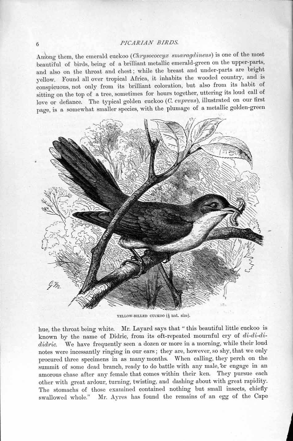 Old Antique Print Natural History 1895 Yellow-Billed Cuckoo Picarian Bird 19th