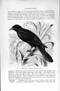 Original Old Antique Print Natural History 1895 Picarian Bird Male Indian Koel