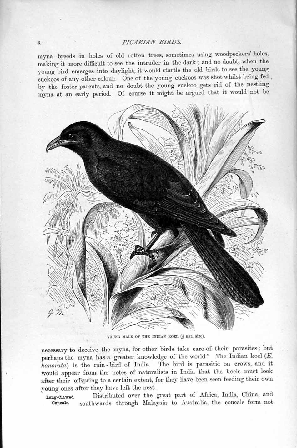 Original Old Antique Print Natural History 1895 Picarian Bird Male Indian Koel