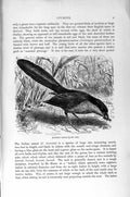 Old Antique Print Natural History 1895 Egyptian Coucal Road-Runner Birds 19th