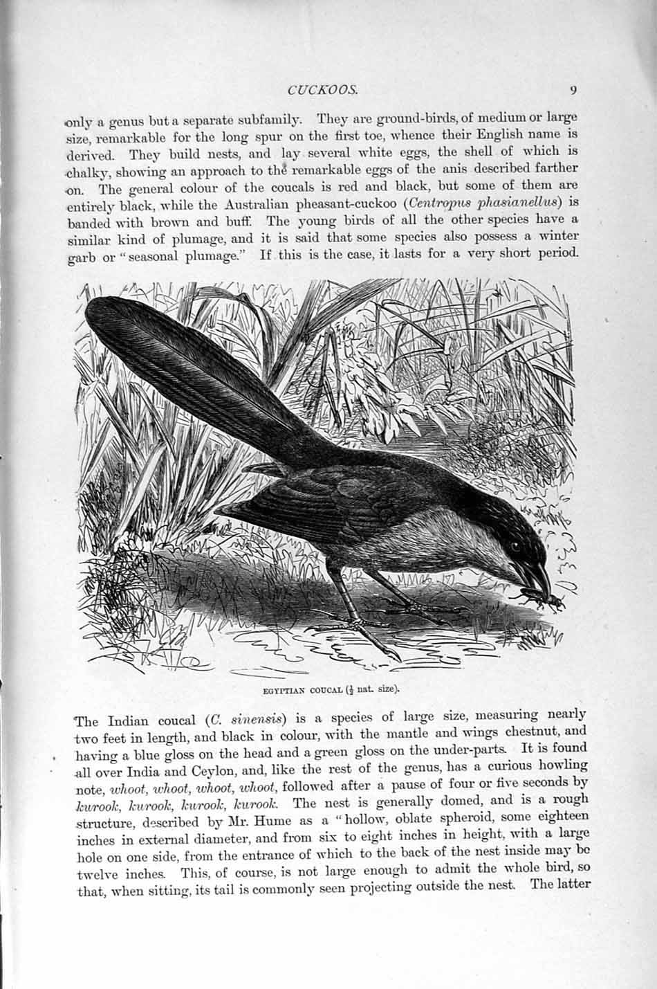 Old Antique Print Natural History 1895 Egyptian Coucal Road-Runner Birds 19th