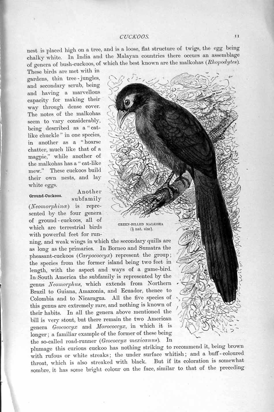 Old Antique Print Natural History 1895 Green-Billed Malkoha Cuckoo Bird 19th