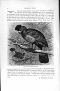 Old Antique Print Natural History 1895 Giant Plantain-Eater Picarian Bird 19th