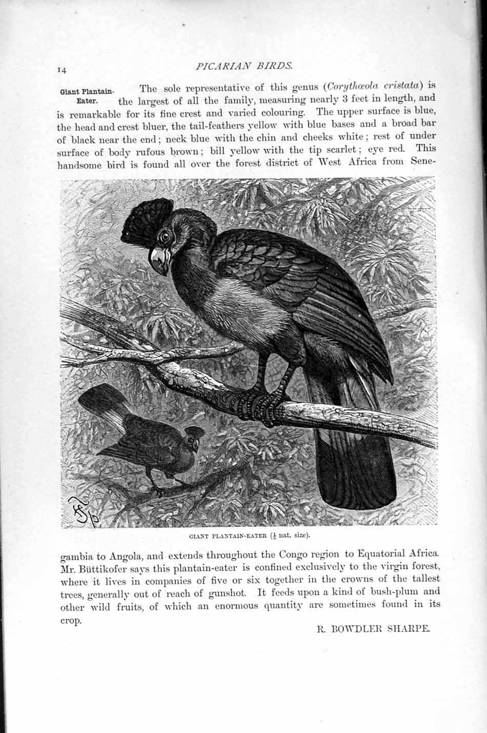 Old Antique Print Natural History 1895 Giant Plantain-Eater Picarian Bird 19th