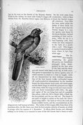 Old Antique Print Natural History1895 Narina Trogon Long-Tailed Coly Bird 19th