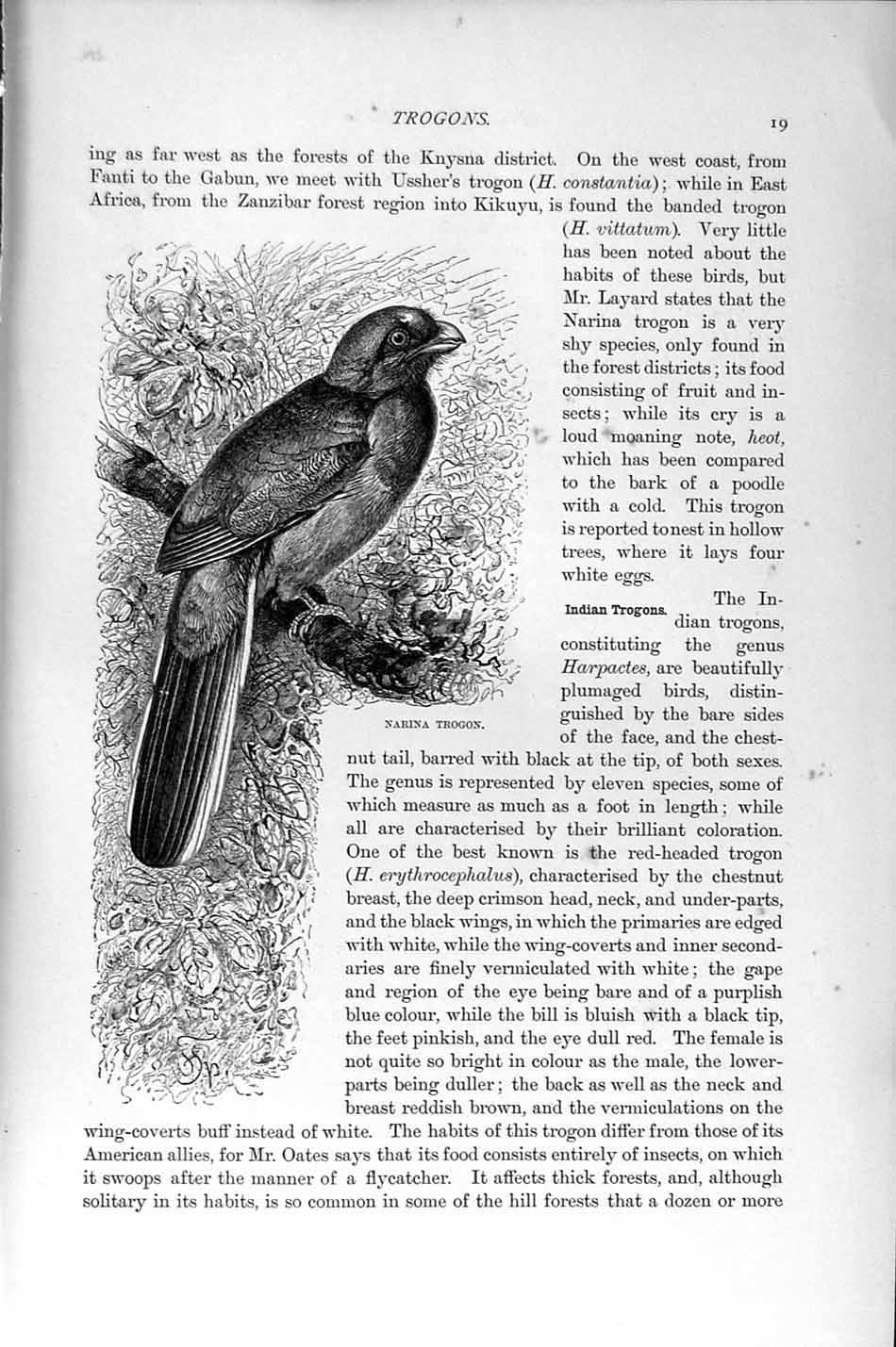 Old Antique Print Natural History1895 Narina Trogon Long-Tailed Coly Bird 19th