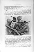 Original Old Antique Print Natural History 1895 Chimborazan Hill-Star Birds