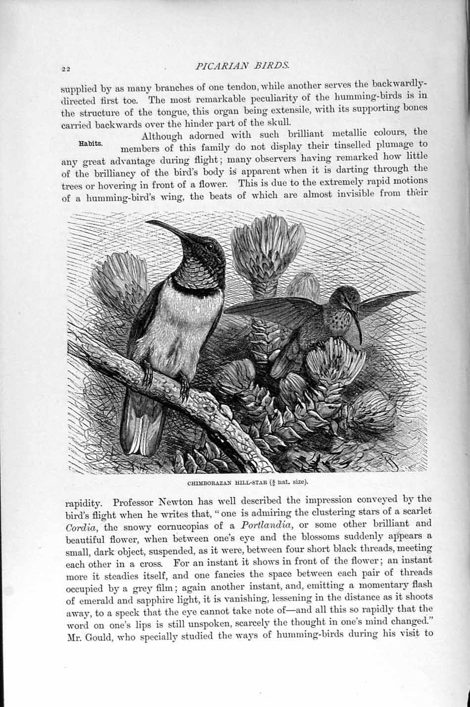 Original Old Antique Print Natural History 1895 Chimborazan Hill-Star Birds