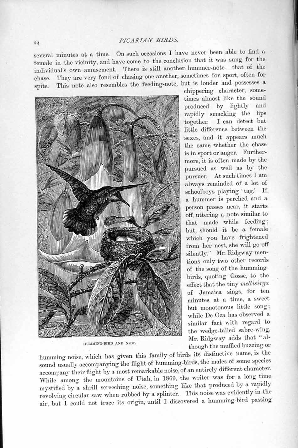 Original Old Antique Print Natural History 1895 Humming Bird Nest Picarian 19th