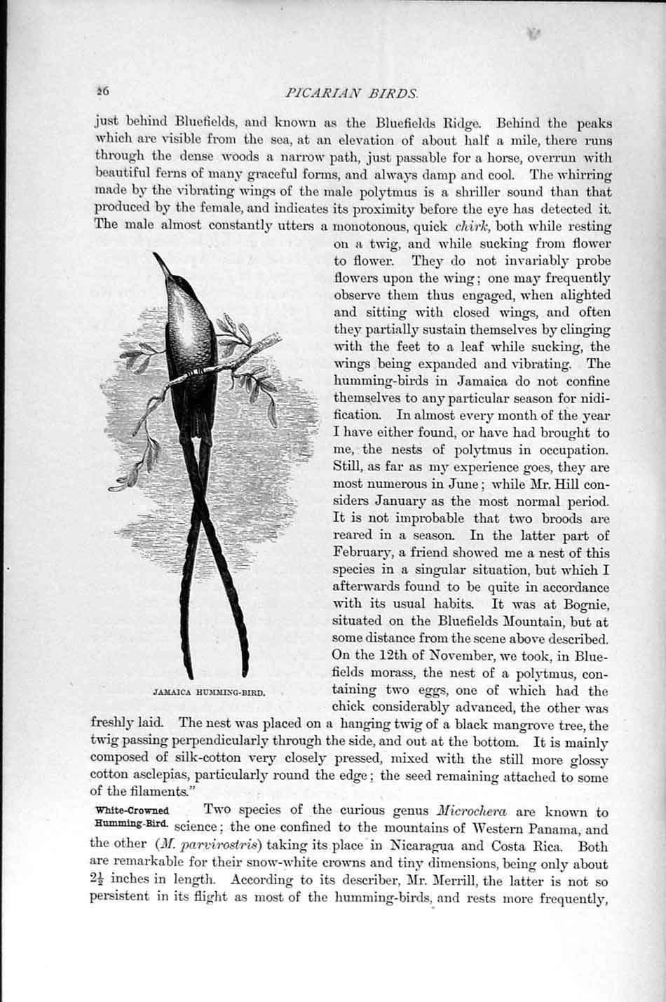 Original Old Antique Print Jamaica Humming Bird Picarian Natural History 1895