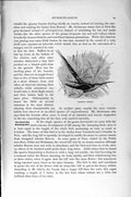 Original Old Antique Print Natural History 1895 Pretre Hermit Humming Birds