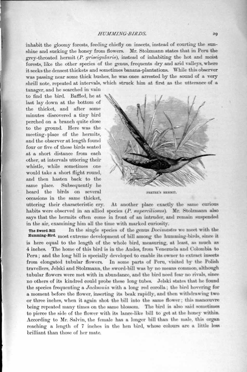 Original Old Antique Print Natural History 1895 Pretre Hermit Humming Birds