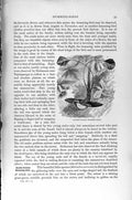 Original Old Antique Print Natural History 1895 Humming Bird Tufted Coquette