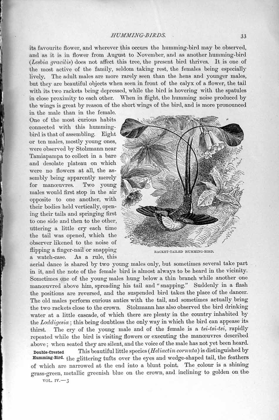 Original Old Antique Print Natural History 1895 Humming Bird Tufted Coquette