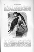 Old Antique Print Natural History 1895 Common Alpine Swifts Picarian Bird 19th