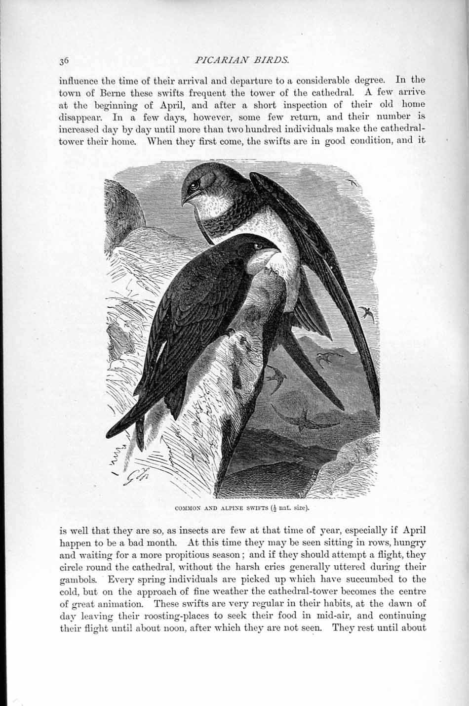 Old Antique Print Natural History 1895 Common Alpine Swifts Picarian Bird 19th