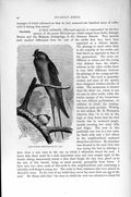 Original Old Antique Print Natural History 1895 Long-Winged Tree Swift Bird