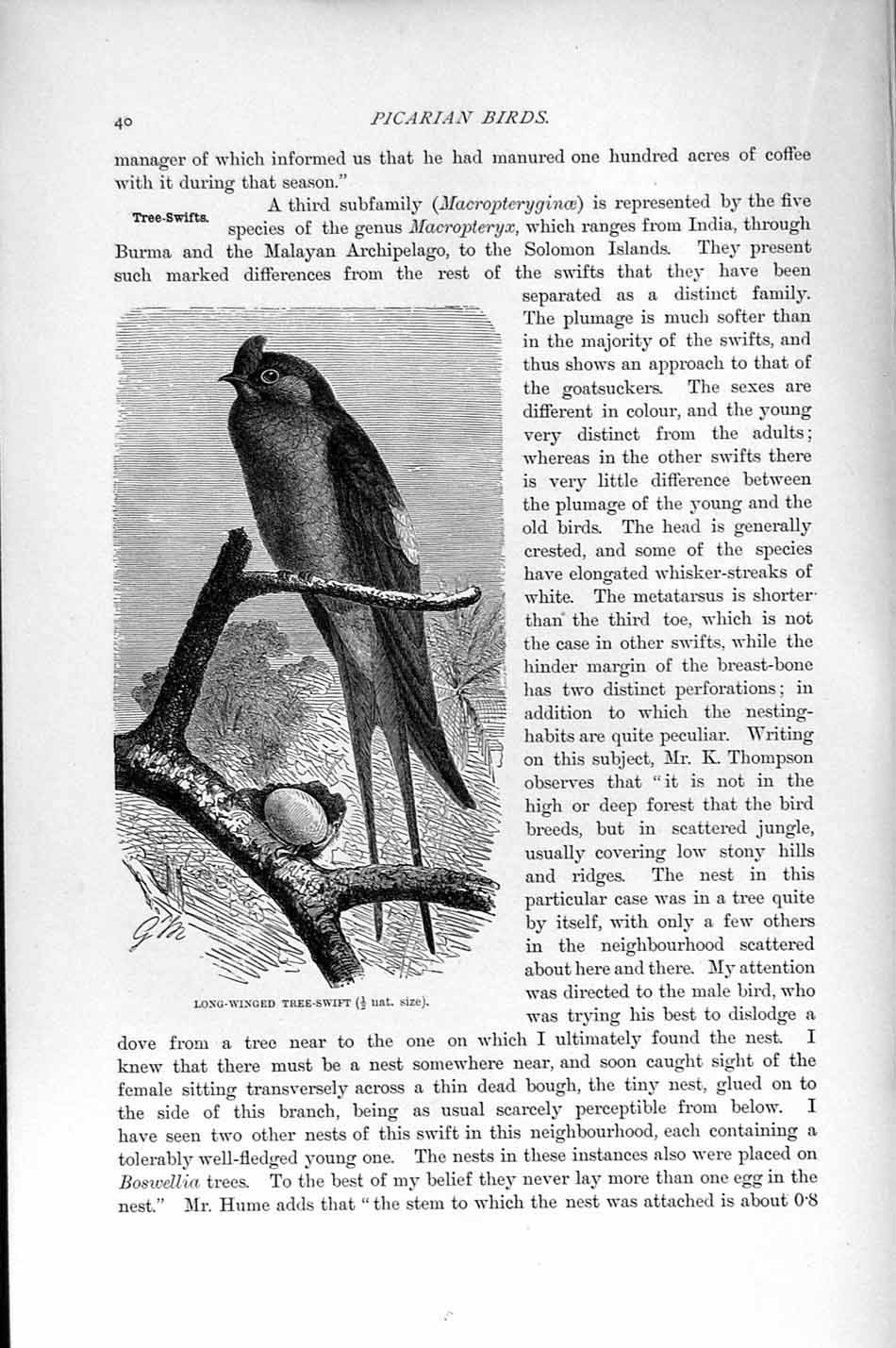 Original Old Antique Print Natural History 1895 Long-Winged Tree Swift Bird