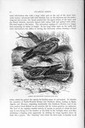 Old Antique Print Natural History 1895 Common Red-Necked Nightjar Birds 19th
