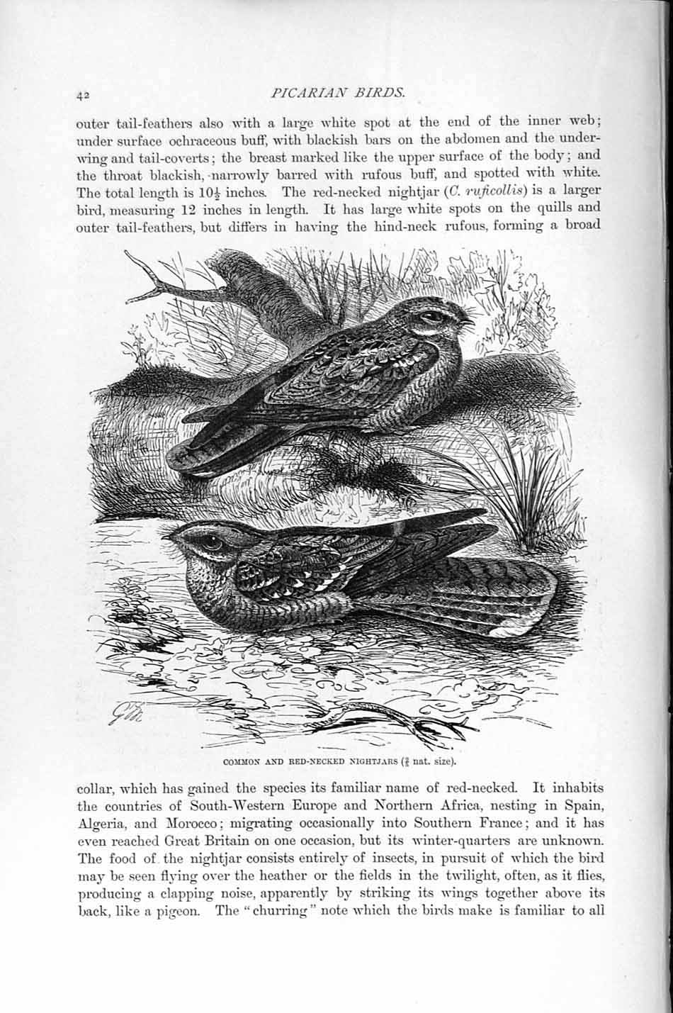 Old Antique Print Natural History 1895 Common Red-Necked Nightjar Birds 19th