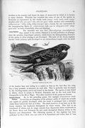 Original Old Antique Print Virginian Nightjar Winged Bird Natural History 1895