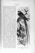 Original Old Antique Print Argentine Fork-Tailed Nightjar Natural History 1895