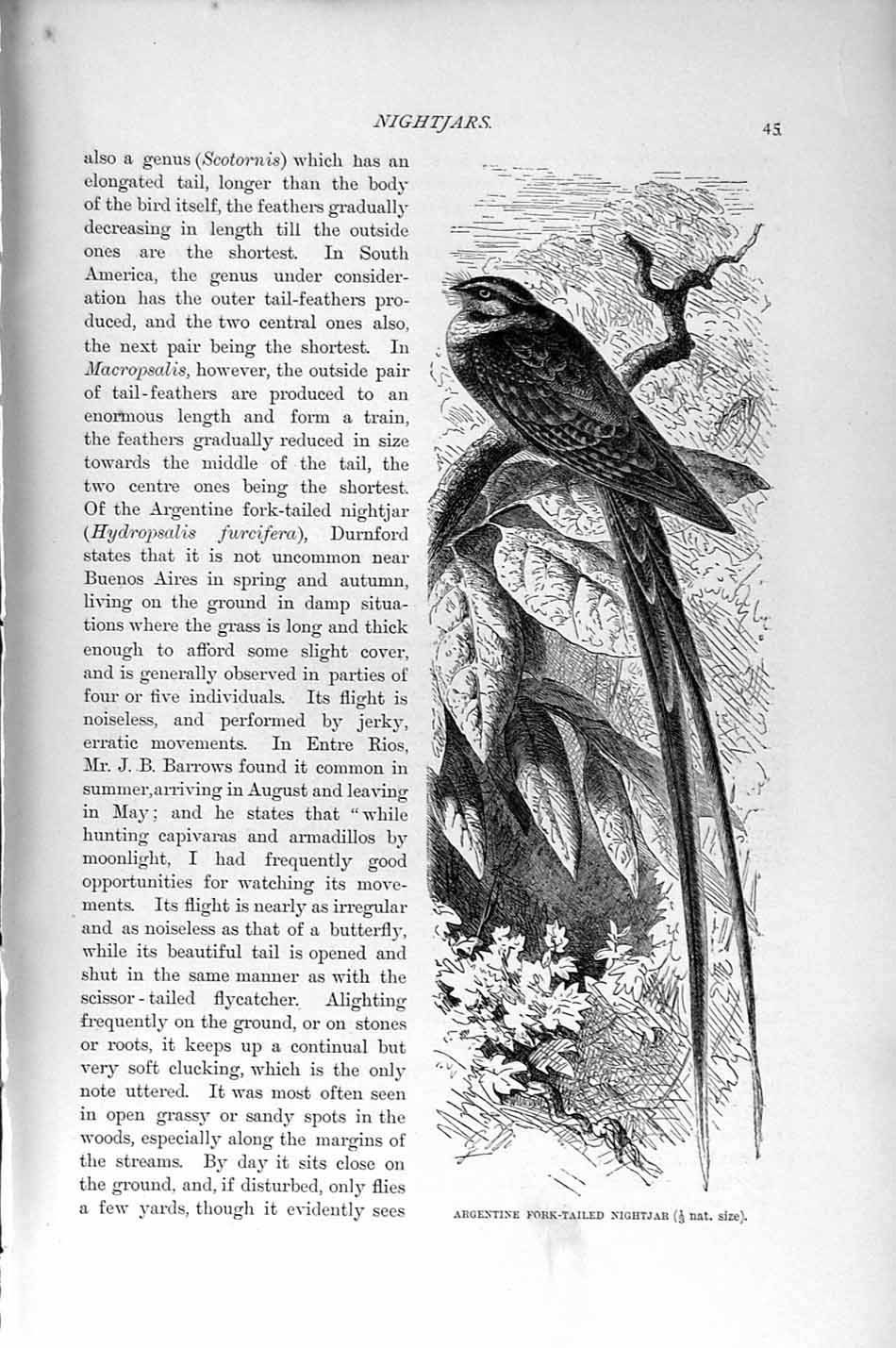 Original Old Antique Print Argentine Fork-Tailed Nightjar Natural History 1895