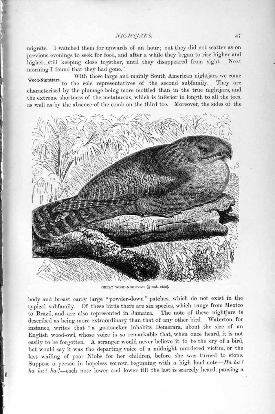 Original Old Antique Print Natural History 1895 Great Wood Nightjar Bird 19th