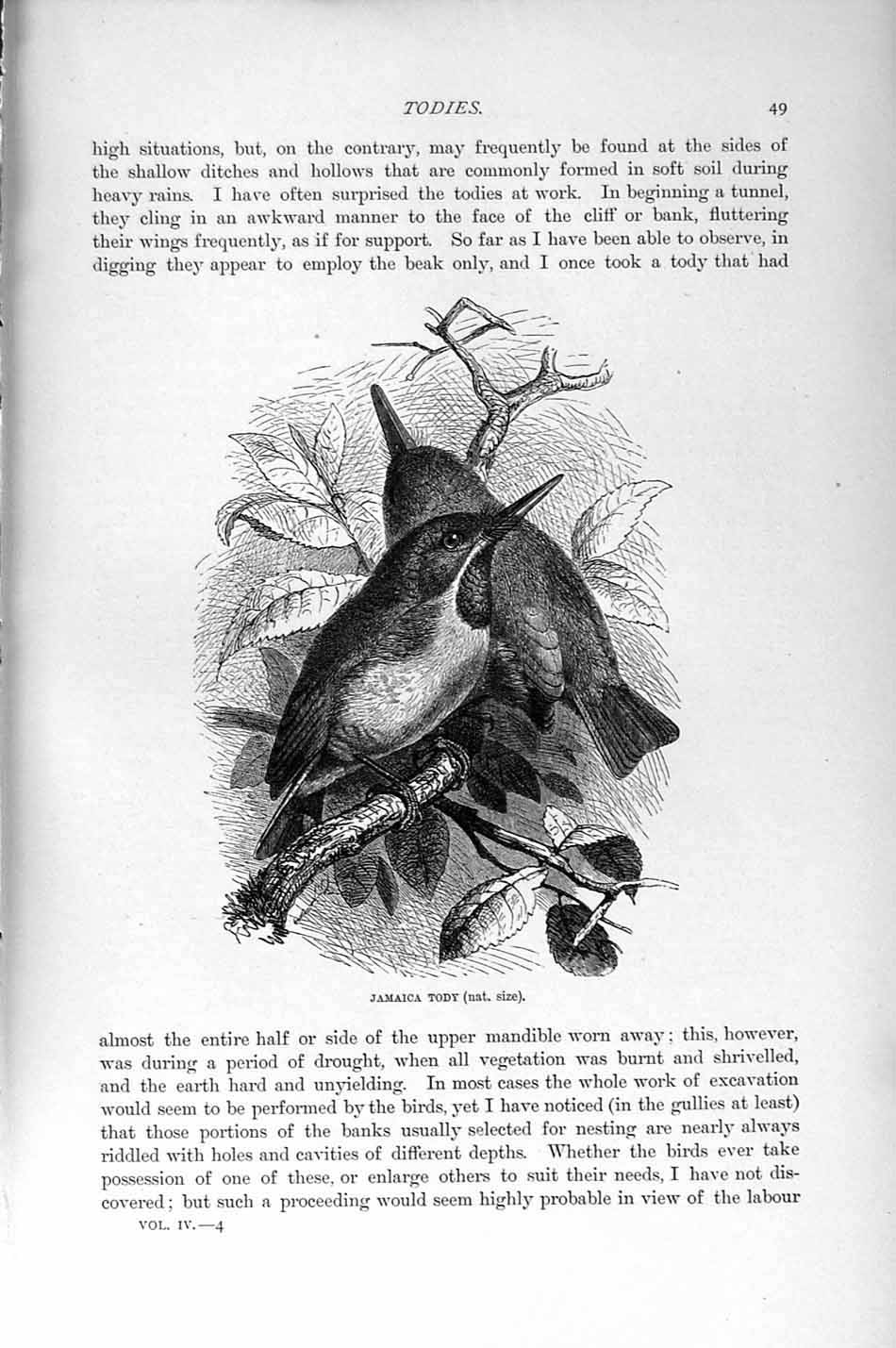 Original Old Antique Print Natural History 1895 Jamaica Tody Birds Tree 19th