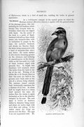 Original Old Antique Print Natural History 1895 Brazillian Motmot Bird 19th