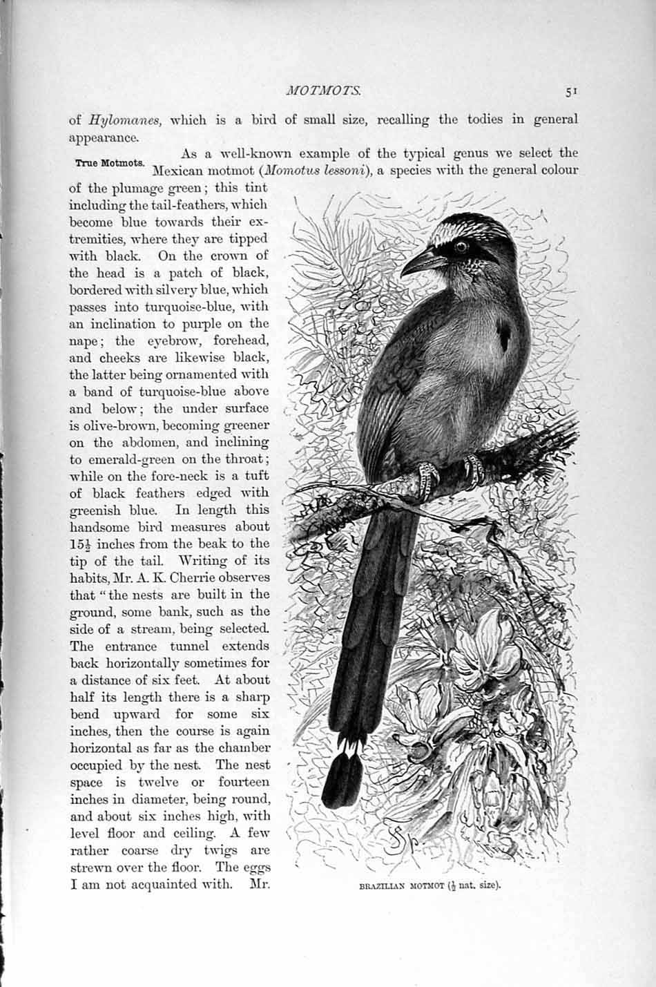 Original Old Antique Print Natural History 1895 Brazillian Motmot Bird 19th